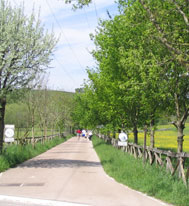 Nature Green way of Arditurri